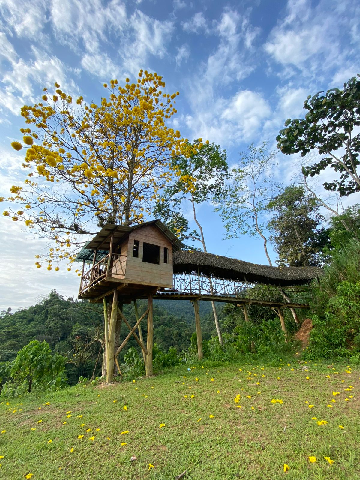 Miradores & casa del árbol